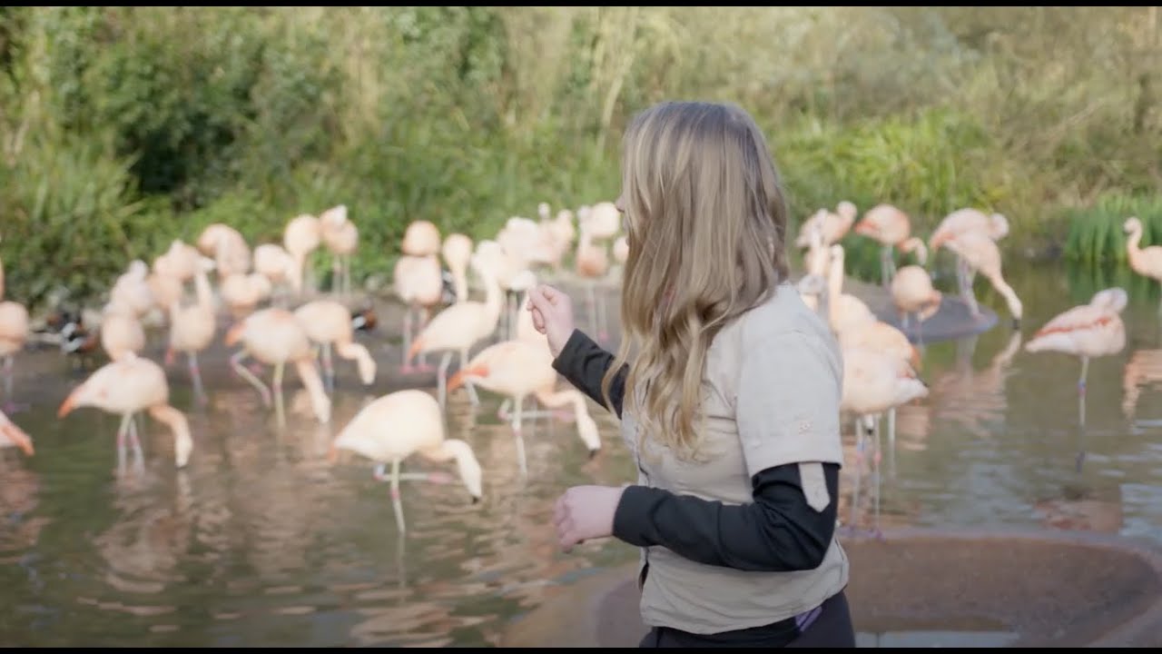VIRTUAL DAY AT THE ZOO // Behind-the-scenes with the birds