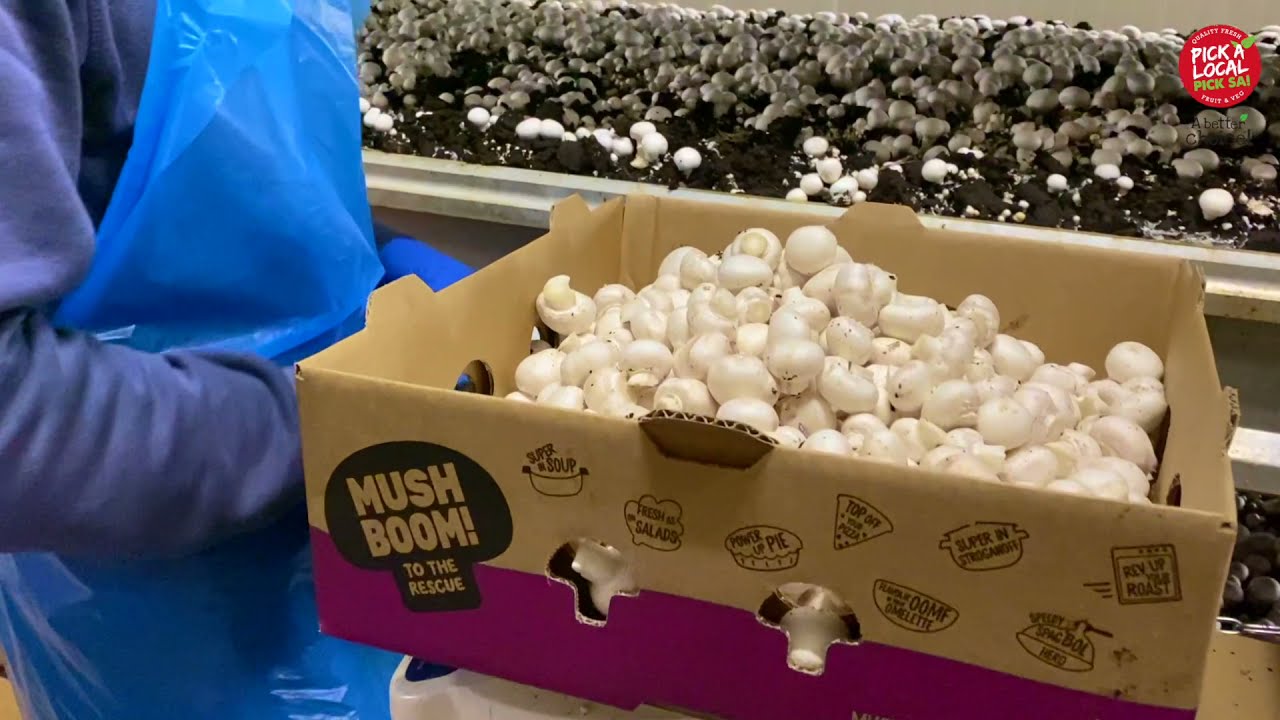 Welcome to Costa Farms Mushroom facility in Monarto 🍄