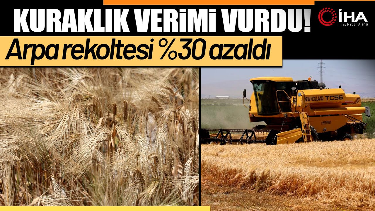 Konya Ovası’nda Kuraklık Alarmı: Arpa Hasadında Verim Yüzde 30 Düştü