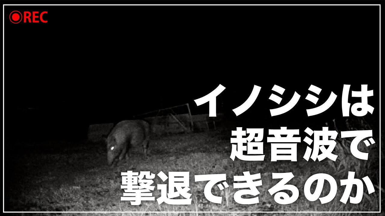 【検証】超音波で害獣対策ってどうなの？【イノシシ・シカ】