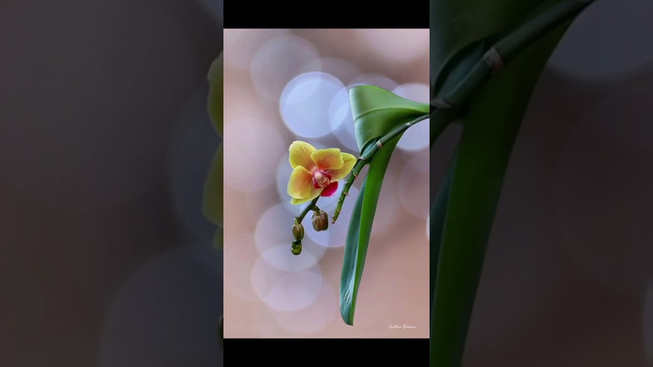 Celebrăm frumusețea, puterea și bunătatea femeilor din viața noastră.