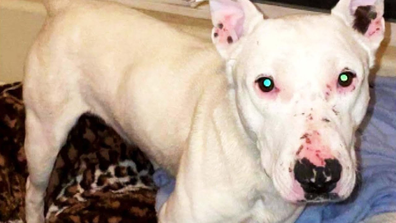 Was This Dog Raised by Coyotes?