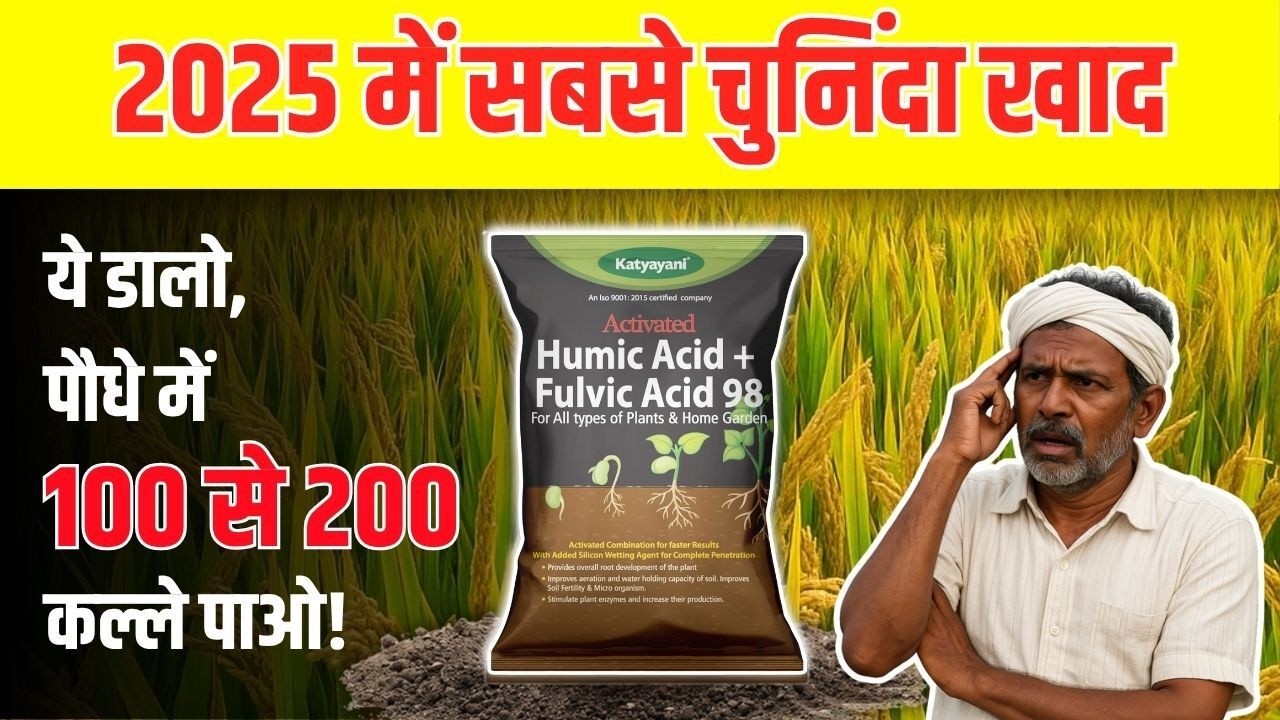 धान में सिर्फ ये डालों 100 % खेत कल्लों से भर जाएगा | ह्युमिक एसिड कब डाले | dhan me kalle badhaye