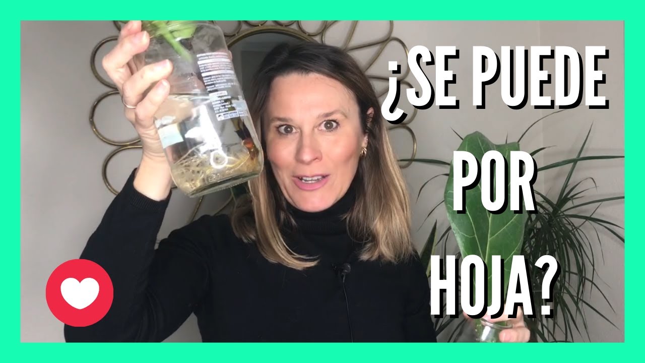 Propago una Hoja de mi Ficus Lyrata ¡Mira cómo lo hago!