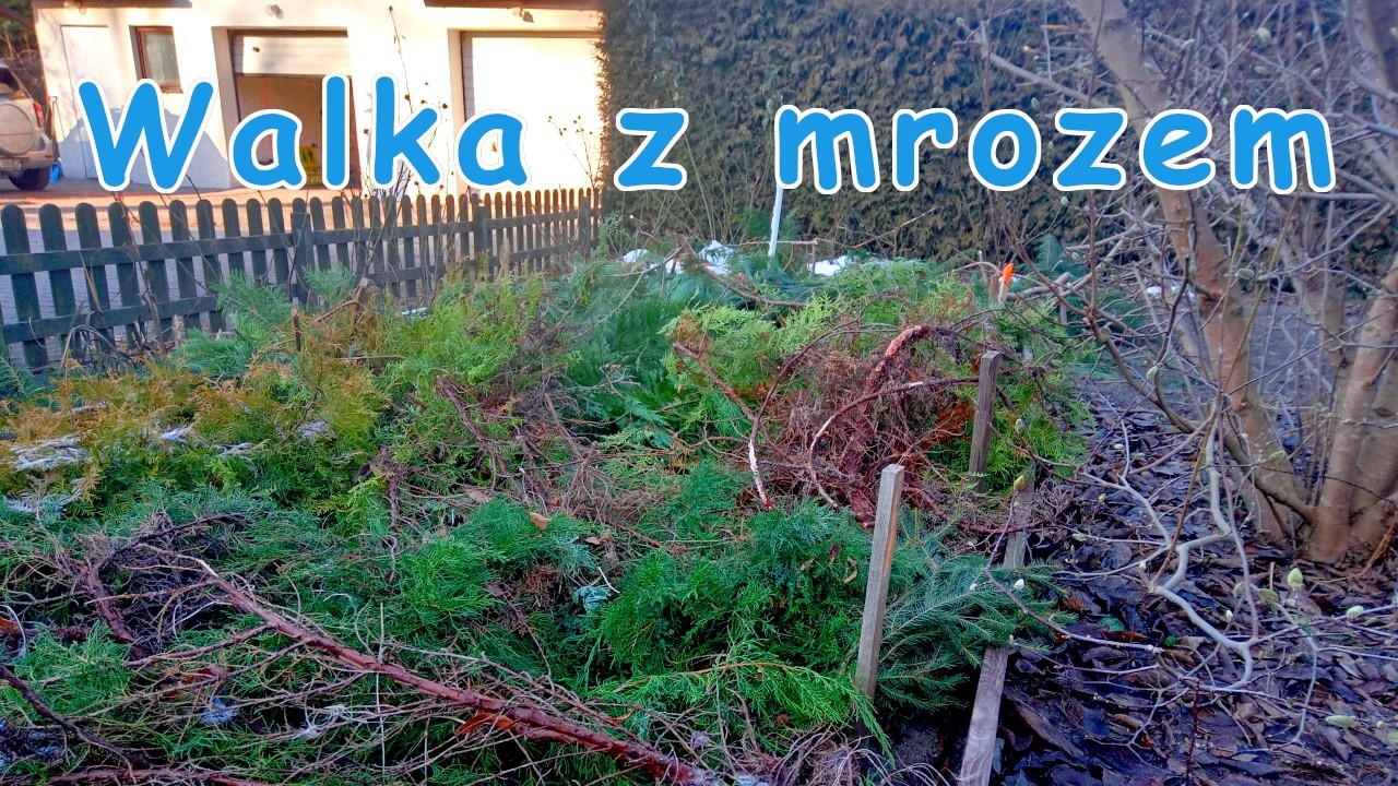 Zima mnie pokona? Walka z mrozem w ogrodzie i przy aucie.