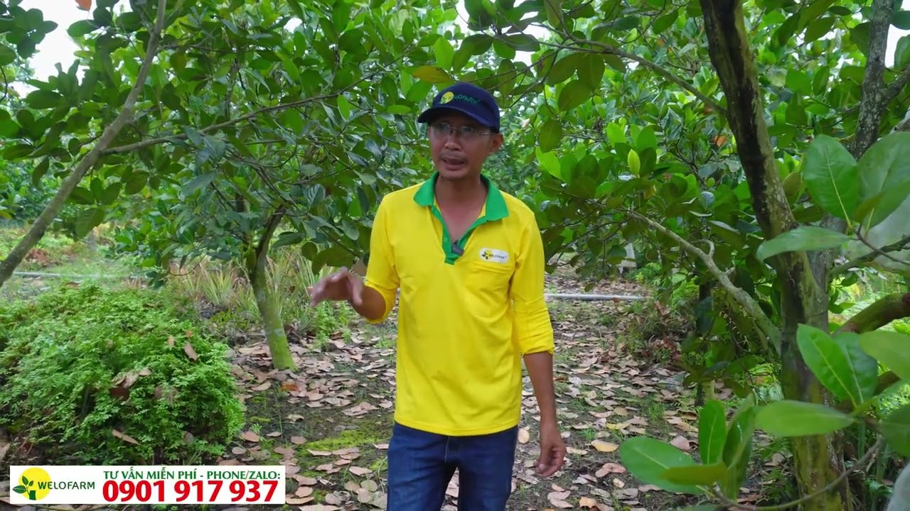 Hướng dẫn phục hồi vườn mít siêu sớm xì mủ nặng