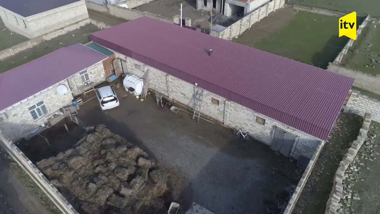 Zirzəmidəki marixuana istixanasının tüstüsü çıxdı - Saray qəsəbəsində əməliyyat