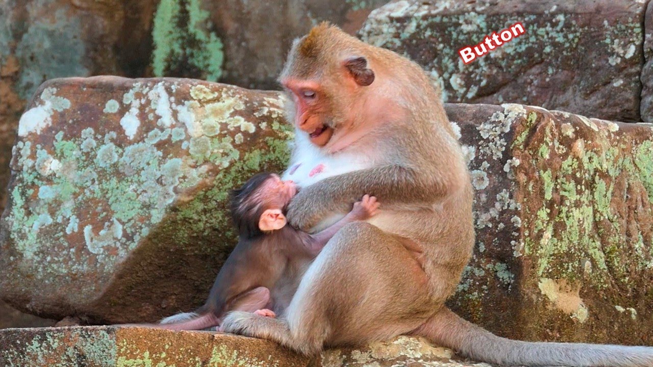 Baby Bessie is very heartbroken while her mother refusing to breastfeed