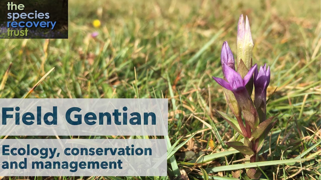 Field Gentian (Gentianella campestris)