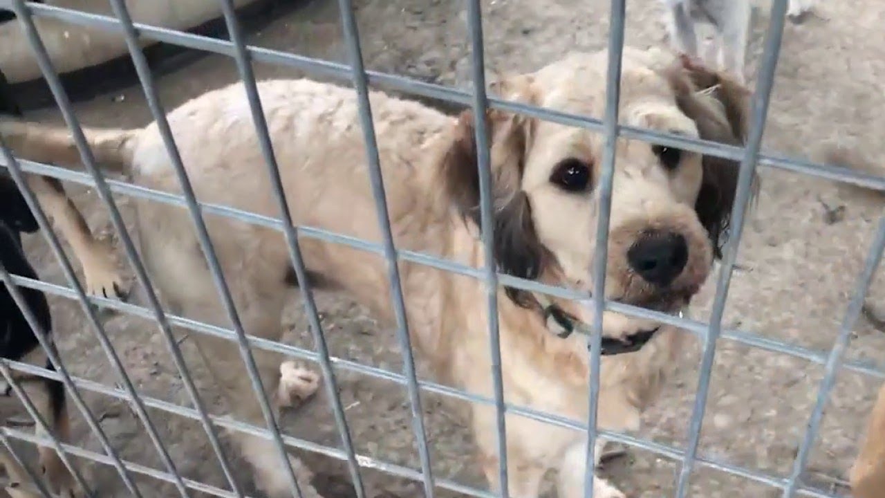 Local philanthropist donates $1M to help save stray dogs