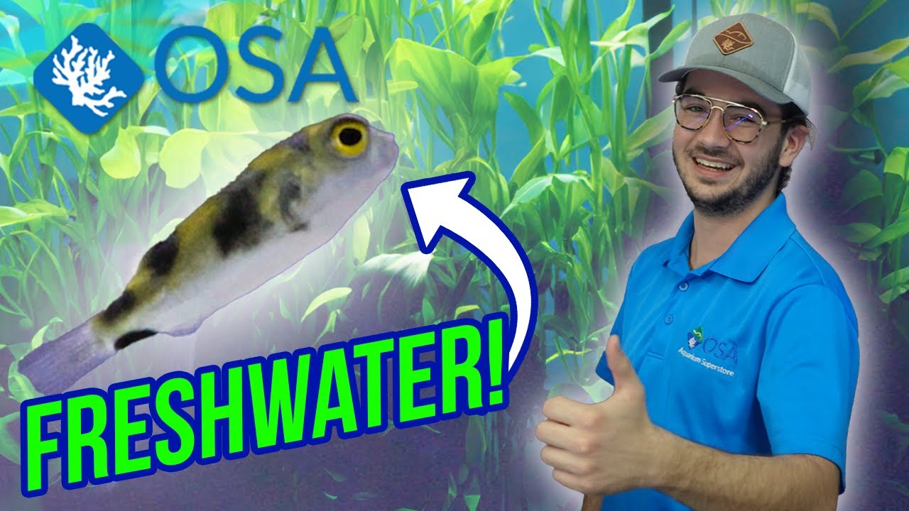 The Fascinating World of FRESHWATER Puffers! 🐡