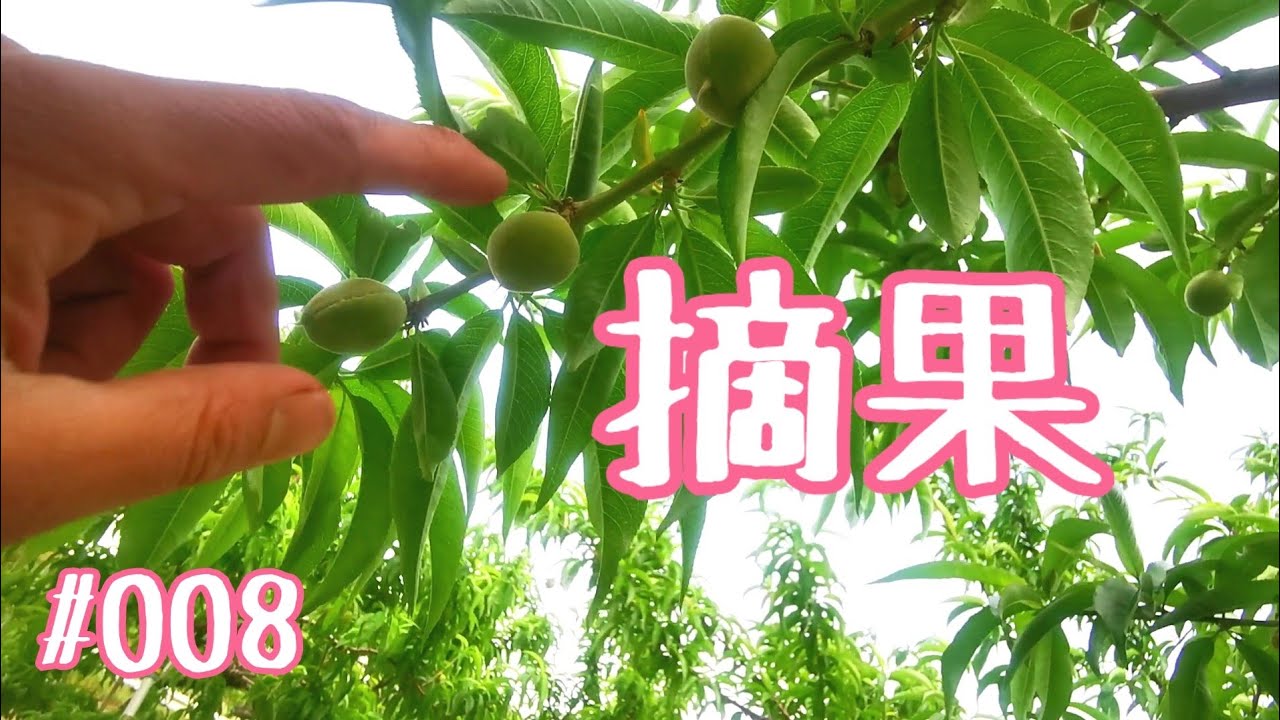 摘果【桃】くらねら果樹園