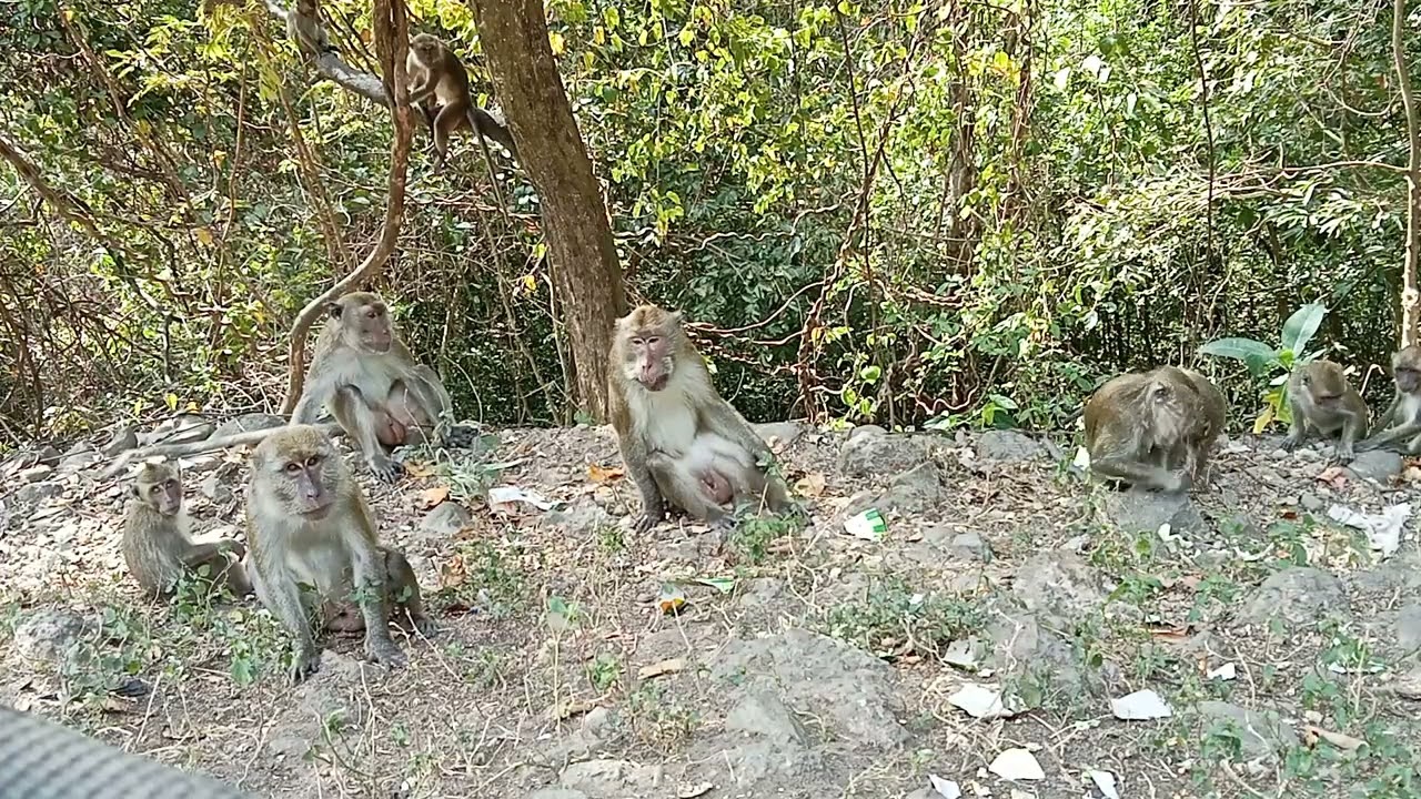 lucu monyet kawin di ganggu sama temannya #regular