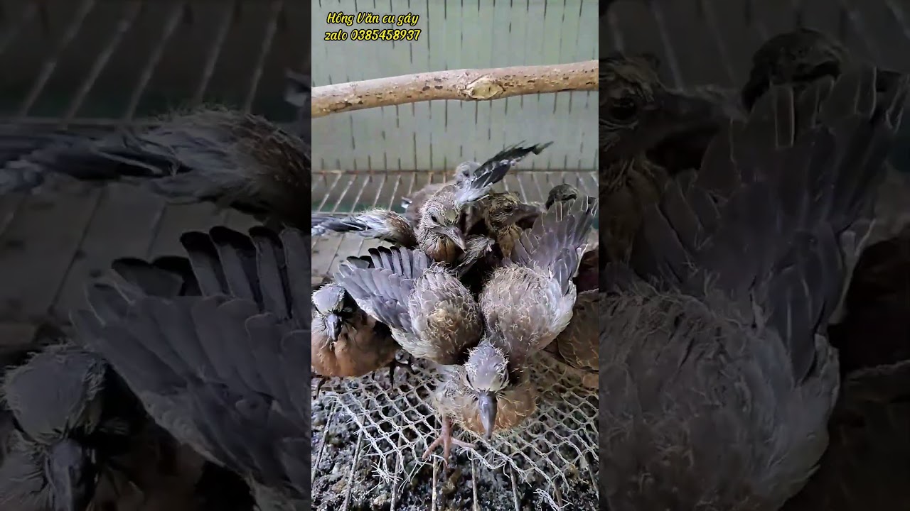 Đ&acirc;u l&agrave; trống,đ&acirc;u l&agrave; m&aacute;i/ cu g&aacute;y non