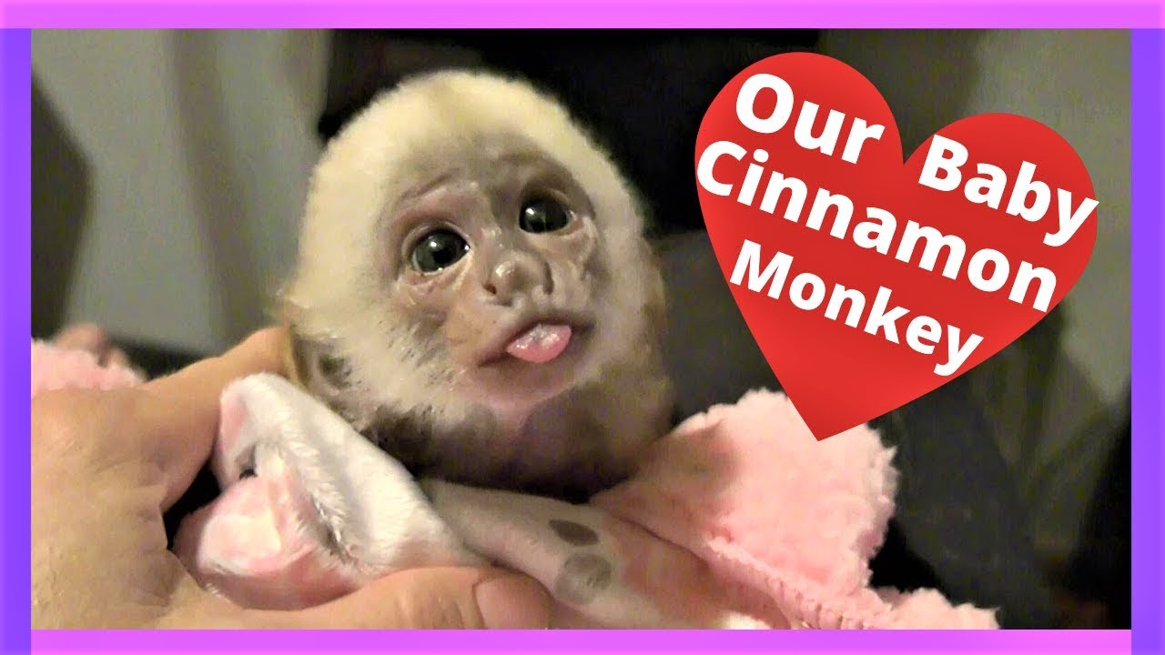 Малыш обезьяны! У нас есть коричная обезьянка-капуцин!