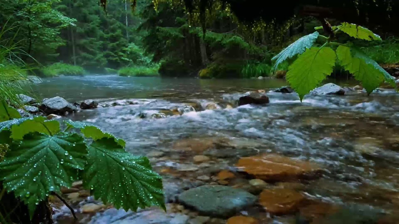 Calming Forest Ambience, Birds Singing Beautiful Stream Sounds for Deep Sleep, Study Focus, Medicine