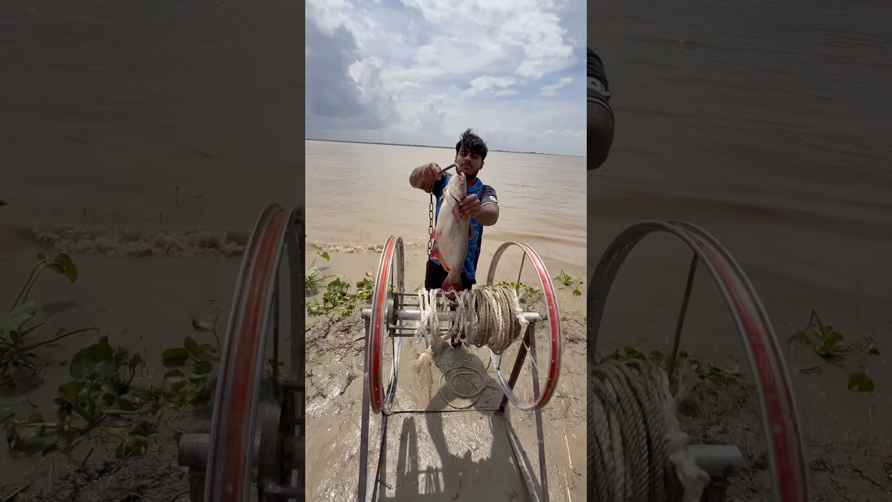 Traditional shark hunting method with fish bait in the Padma River  #baitfishing  #shorts