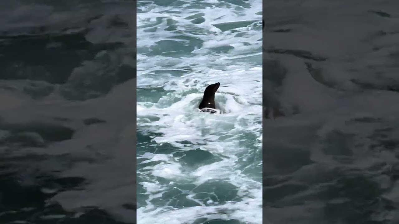 La Jolla Cove with the Sea Lions in beautiful San Diego California 