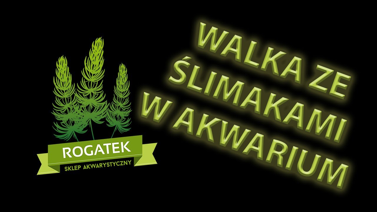 #15 Ślimaki w akwarium - jak się ich pozbyć - omówienie metod