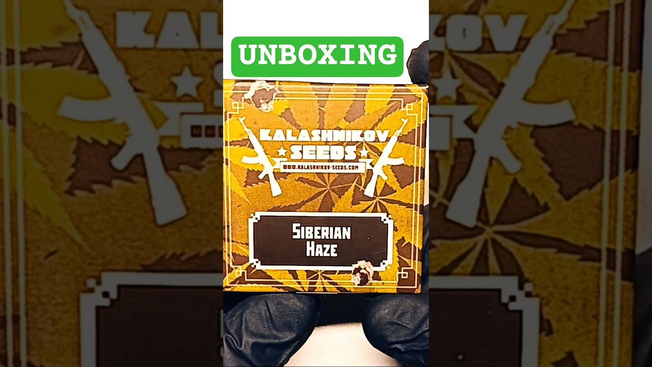 Unboxing Kalashnikov Seeds Amnesia Molotov and Siberian Haze #shorts