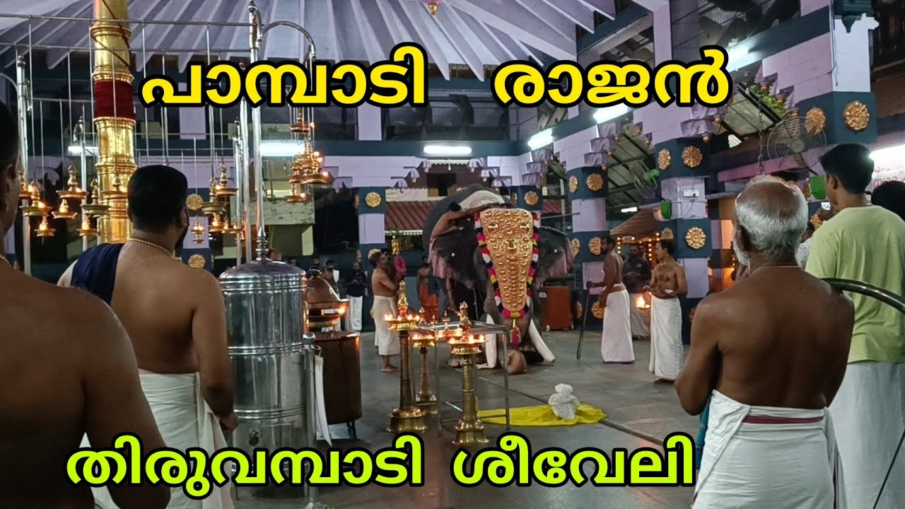 പാമ്പാടി രാജൻ തിരുവമ്പാടി ശീവേലി എഴുന്നള്ളിപ്പിന് എത്തിയപ്പോൾ / pambadi rajan