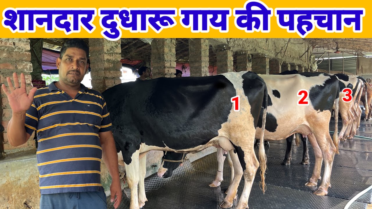 👌दुधारु गाय की पहचान कैसे करें || dairy farming business plan 