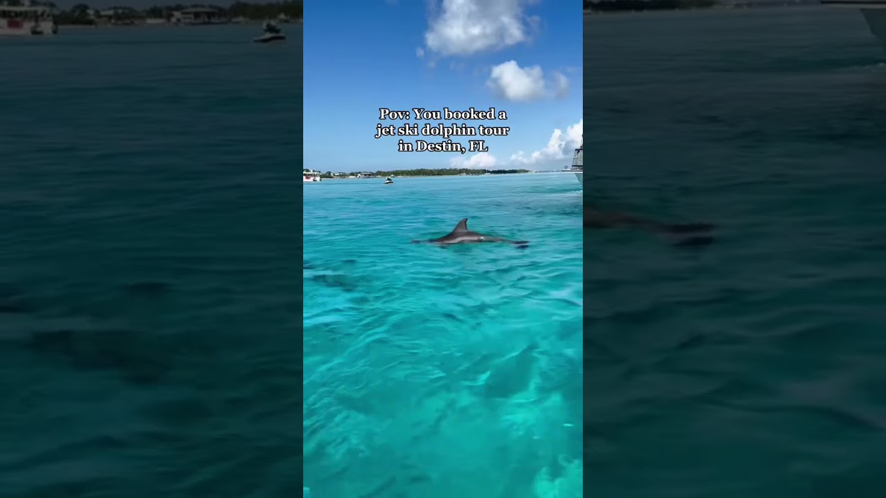 The BEST Dolphin Tour in Destin, FL!🐬