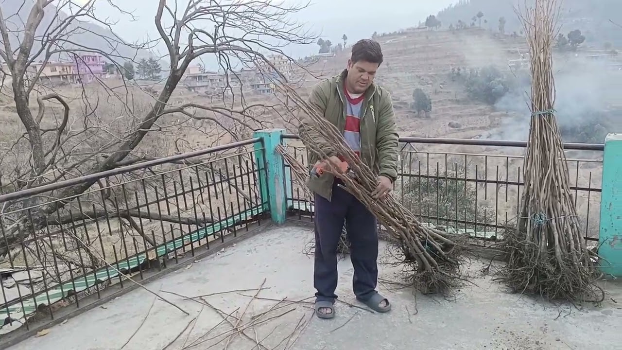 Persimmon fuyu variety seedless plants available 