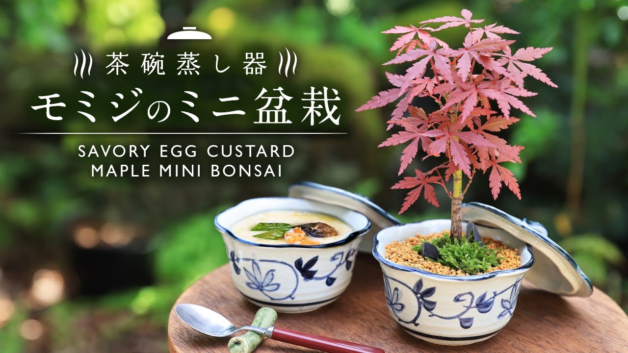 茶碗蒸し器でモミジのミニ盆栽【Bonsai diary 盆栽日記 5/6】初心者の簡単盆栽の作り方 やり方 もみじ ミニ盆栽 苔庭 maple moss DIY EOS R5