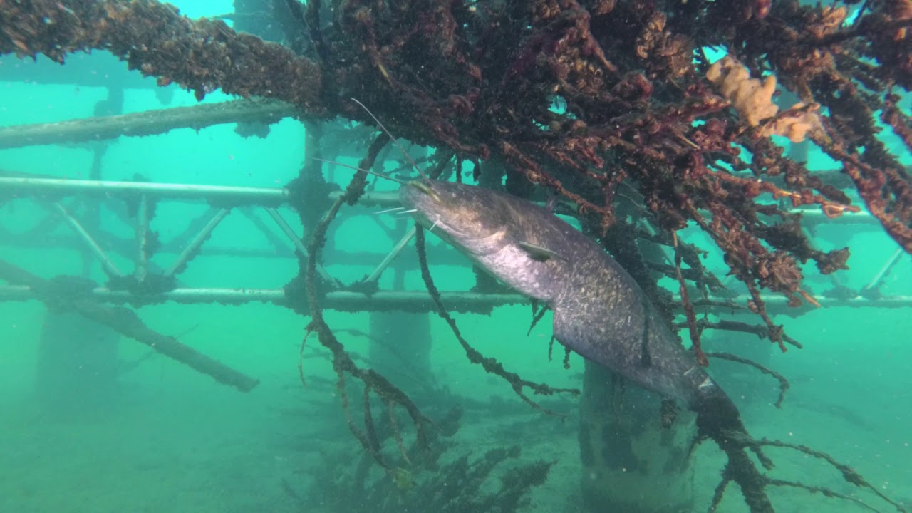 Kulkwitzer See underwater 2020 May
