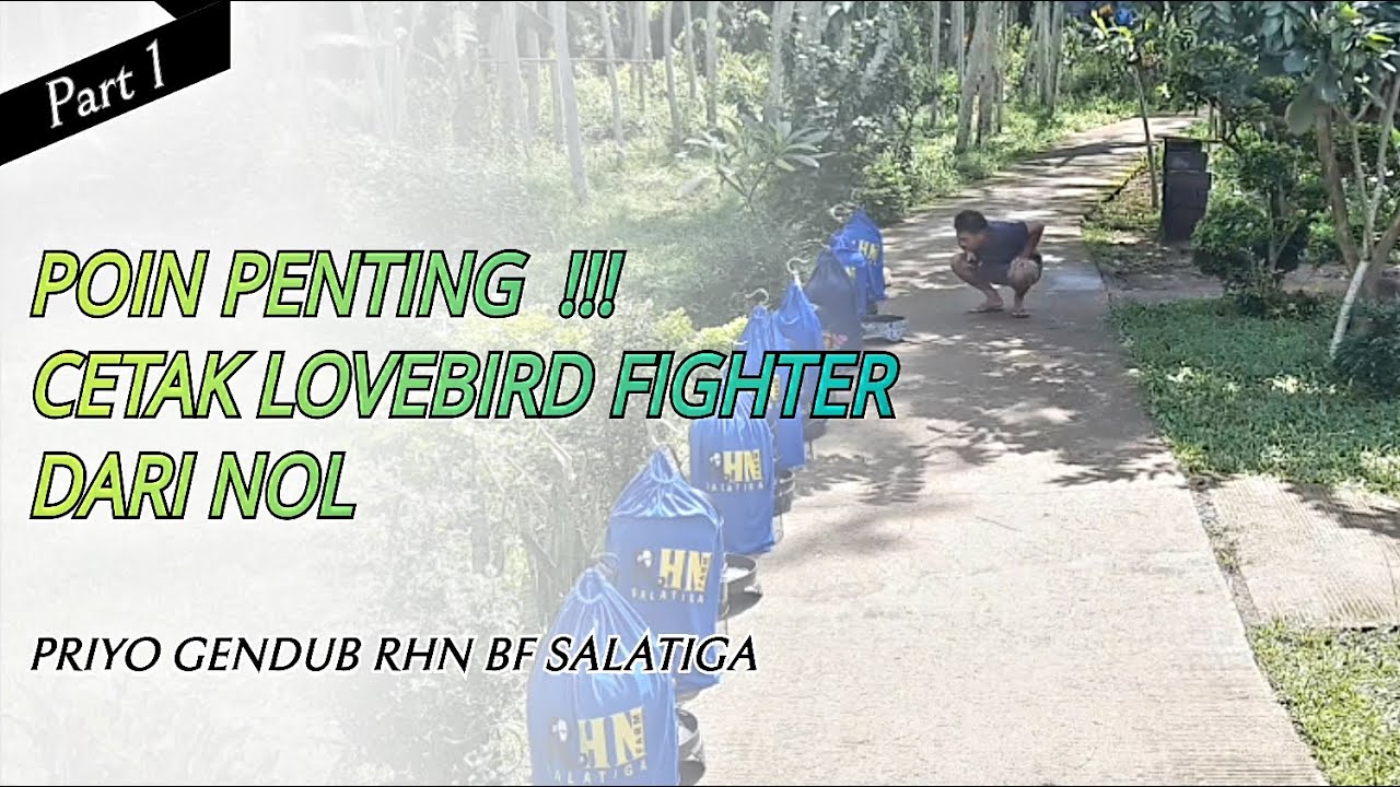 (Part 1) Cetak Lovebird Fighter dari Nol.Priyo Gendub Rhn Bf Salatiga