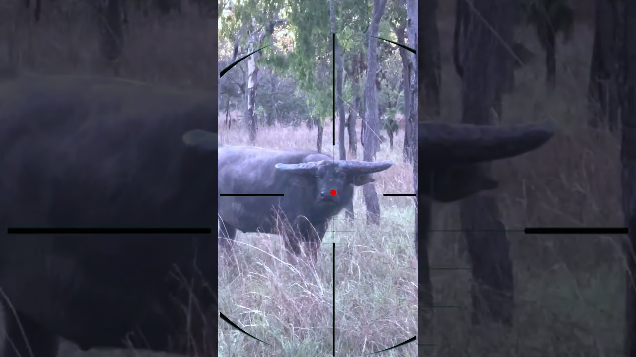 Buffalo Hunting | Caccia al bufalo | Chasse au bison