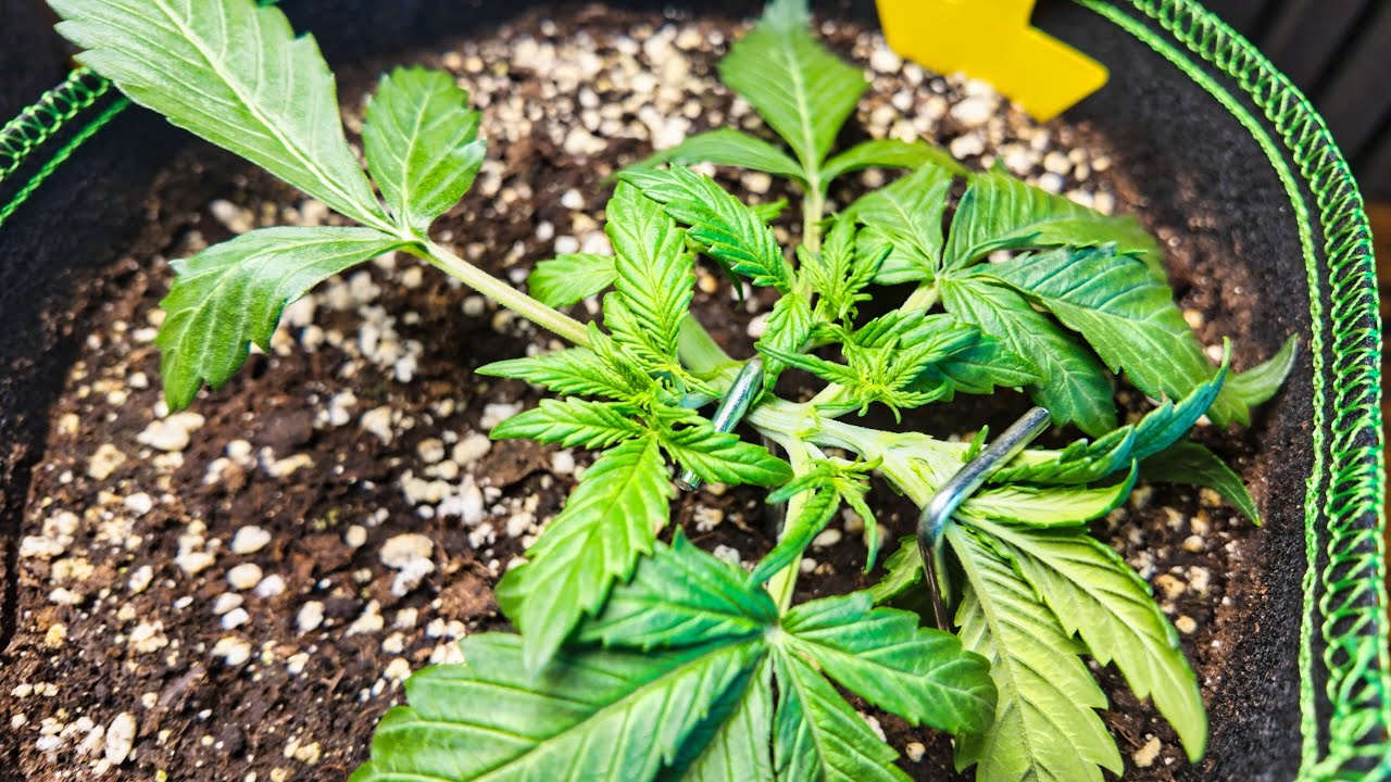 Cannabis Folter - Low Stress Training (LST) & Topping f&uuml;r Automatics | Purple Skunk Auto