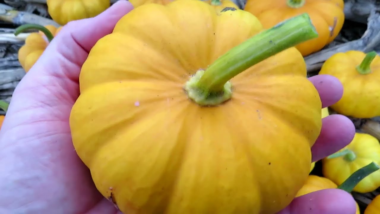 The Last Pumpkin Harvest, just in time for Halloween!