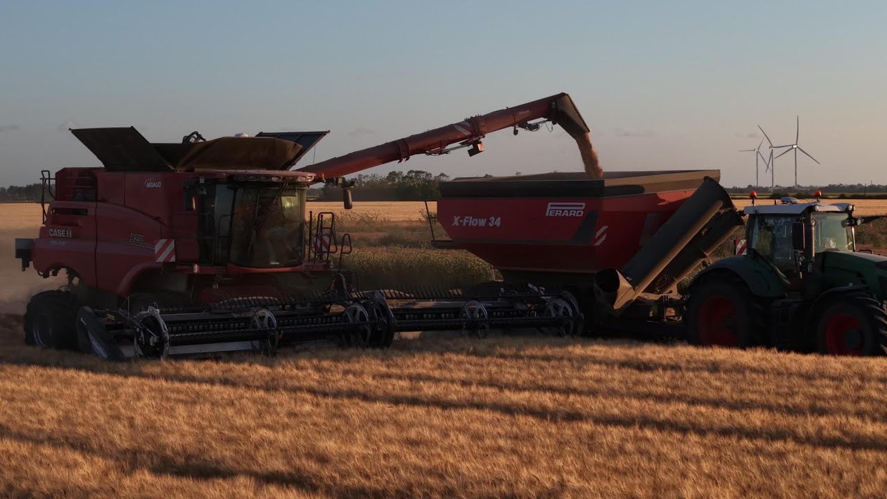 WHEAT HARVEST | CASE IH 8250 & PERARD X-FLOW 34 in France