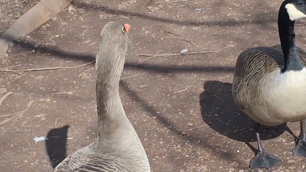 GEESE AND DUCKS at Wolseley Wildlife Centre