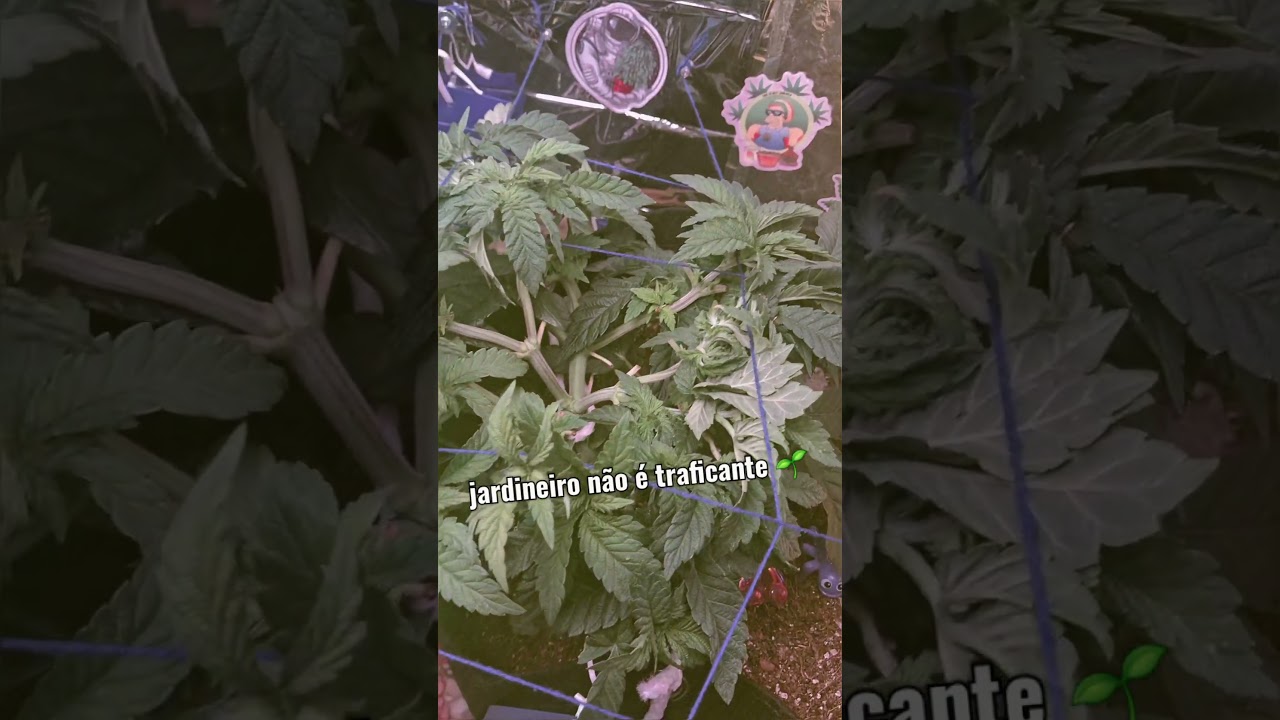 🍁French Macaron 🍁 T.H Seeds 🌱 cultivo indoor💡#grow #420 #vega #scrog #cannabisgrowers #marijuana