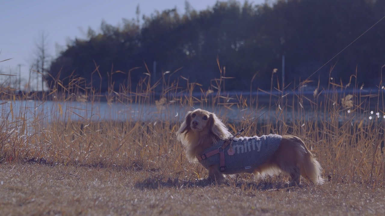 公園～VLOG