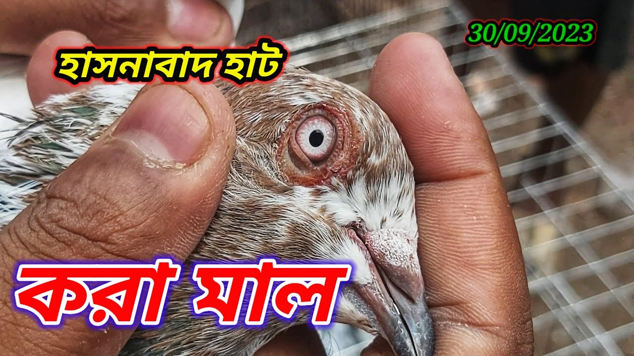 হাসনাবাদ কবুতরের হাটে অস্থির সব কালেকশন  🌹🥰 | Miraj Pigeon