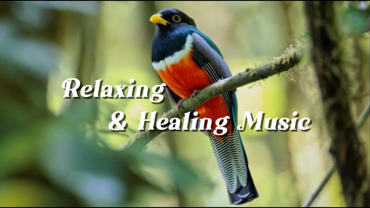 Relaxing Music for Sleep & Focus | Calm Your Mind, Study with Collared Trogon