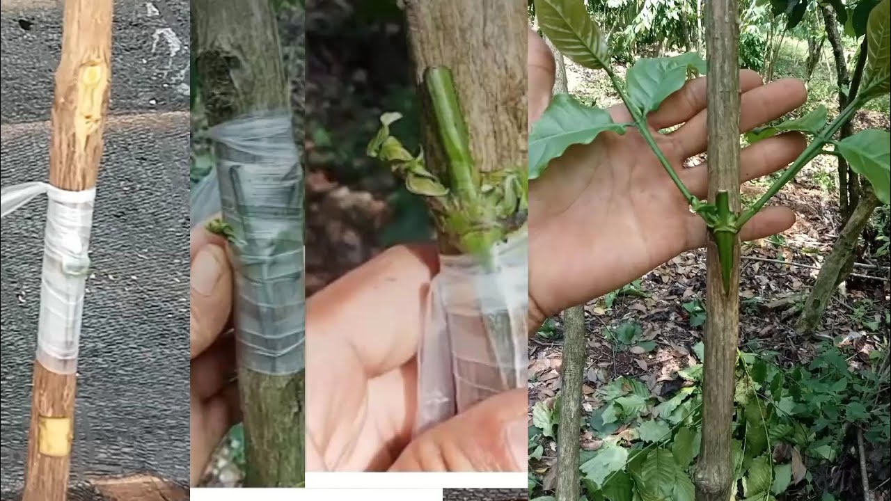 cara sambung kopi gendong yang benar.