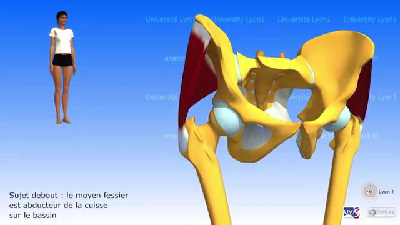 Petit fessier et moyen fessier