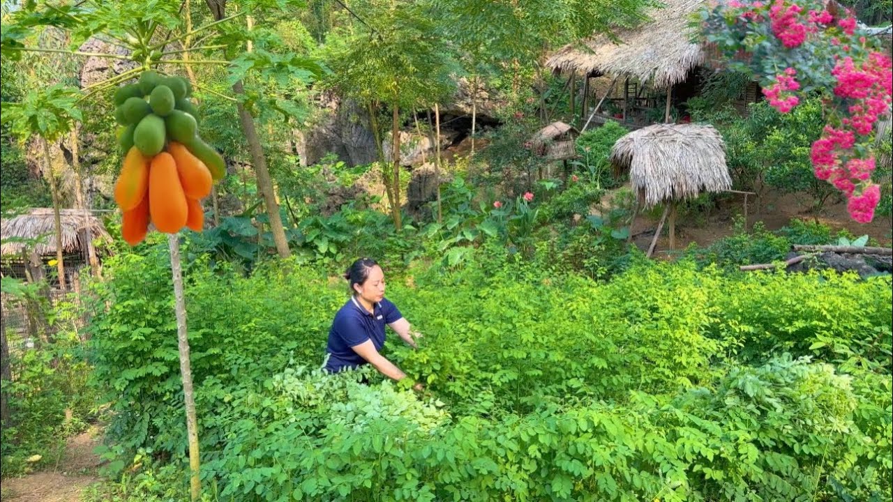 FULL VIDEO:60 days of harvesting longan, eggplant, papaya flowers, selling at the market - Gardening