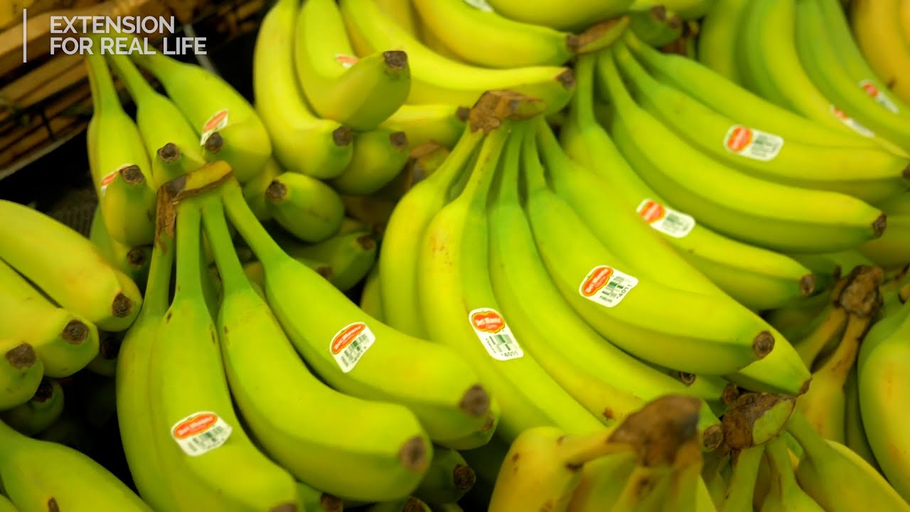 Potassium Intake
