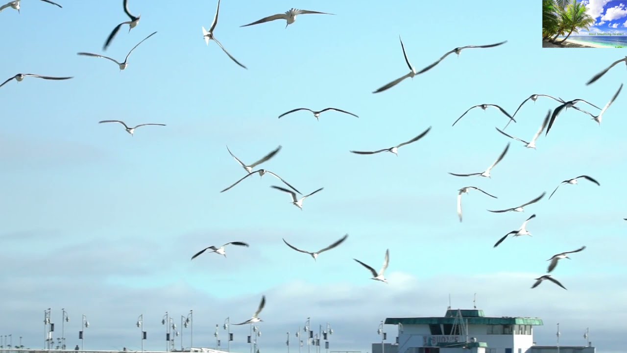 Slow motion Birds #BirdsinSlowMotion