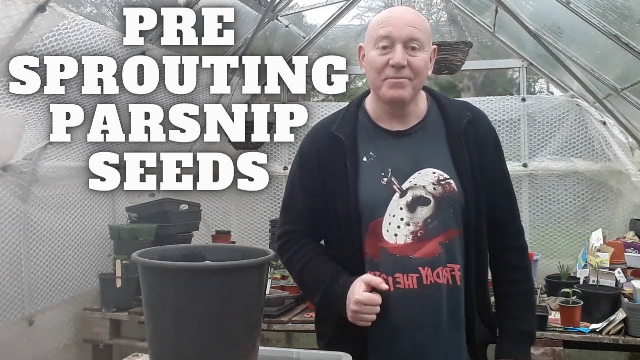 Pre Sprouting Parsnip Seeds [Gardening Allotment UK] [Grow Vegetables At Home ]