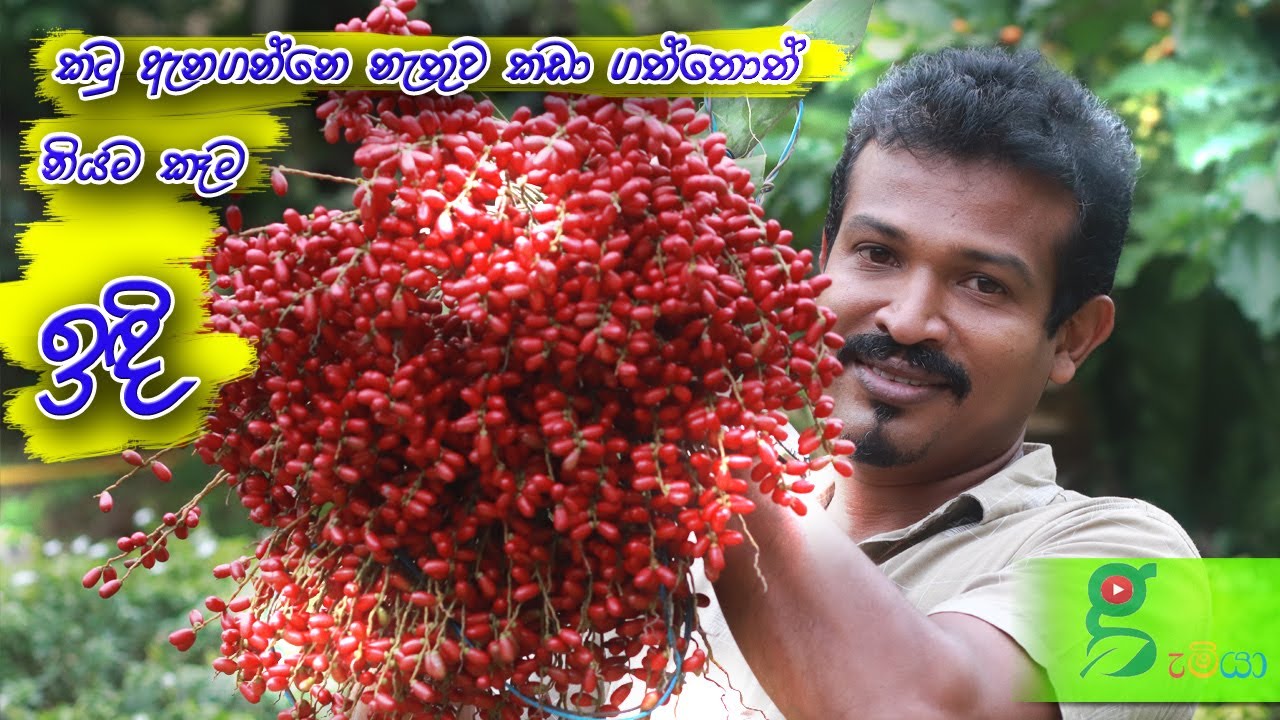 180 රට ඉදි තරම් ගෙඩි ලොකු නැති ලංකාවෙ ඉදි වල්ලක් කැඩුවා. කටු විමානෙ