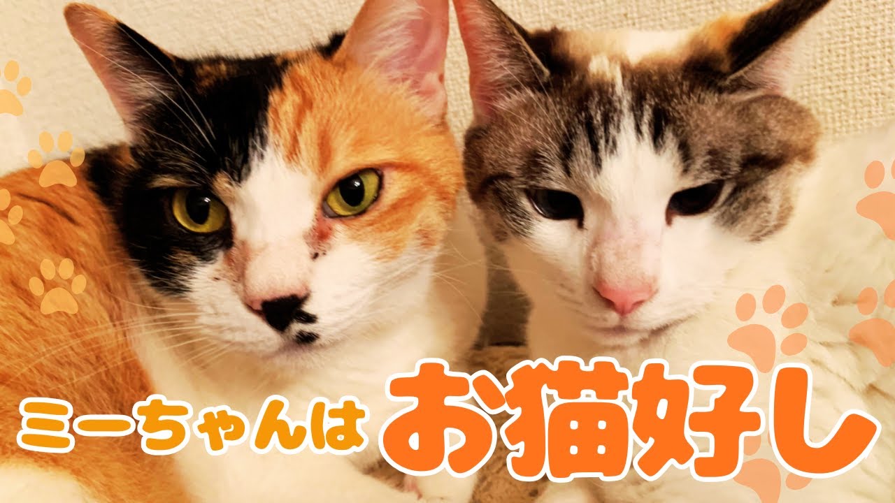 【可愛い猫】特別Music Video「ミーちゃんはお猫好し」【たまらん】