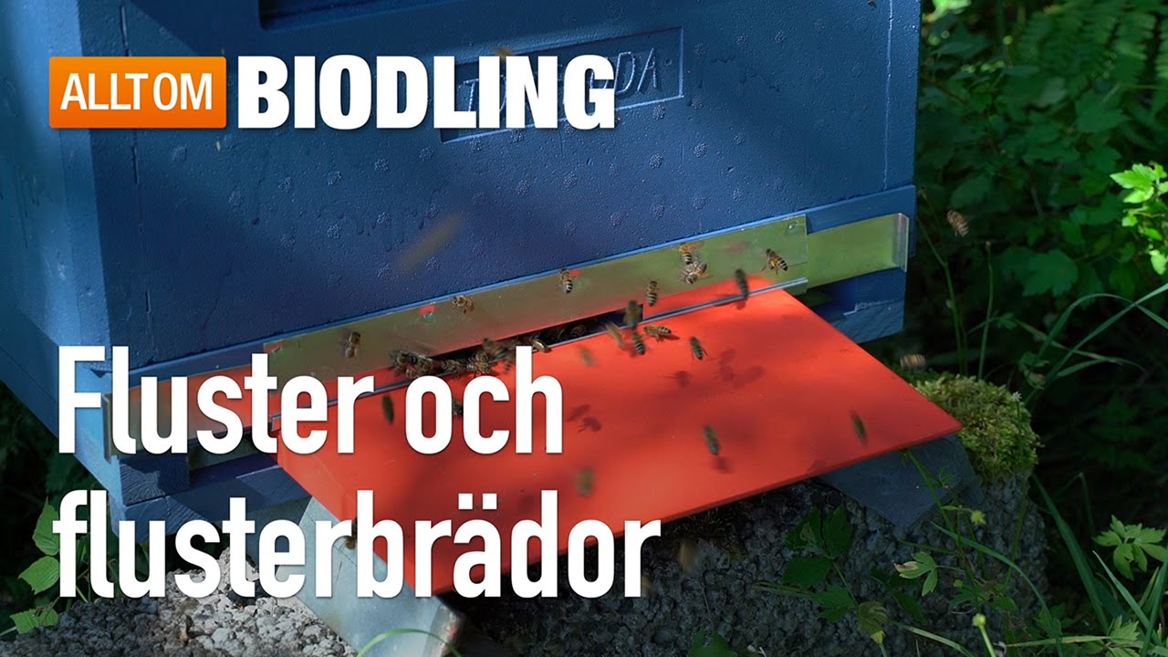 Fluster och flusterbr&auml;dor  - Biredskap - Biodling