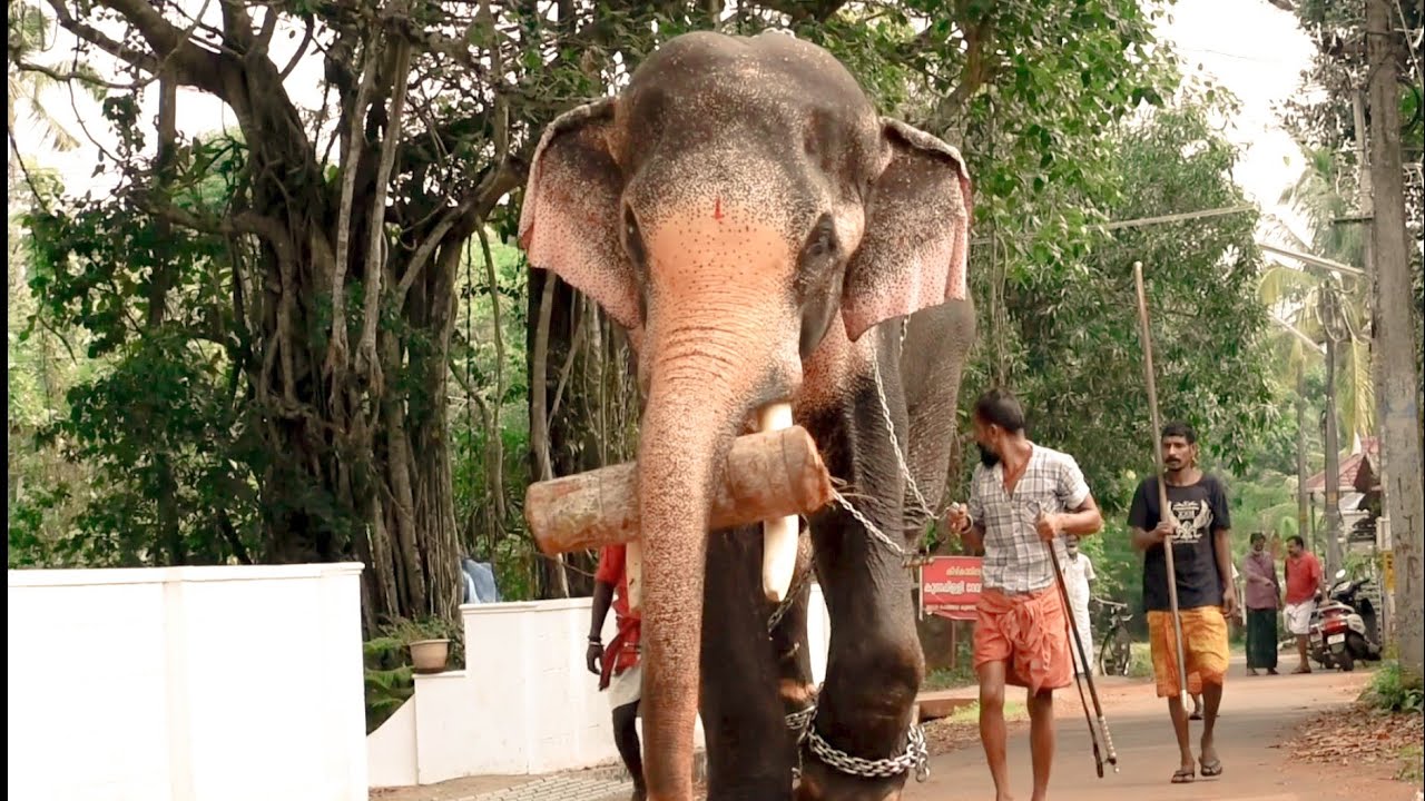 രാമന്റെ ഒരു Lockdown കാഴ്ച | Thechikottukavu Ramachandran Elephant in Kerala